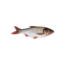 ماهی آزاد پرورشی تازه شکم خالی (1 کیلوگرمی)