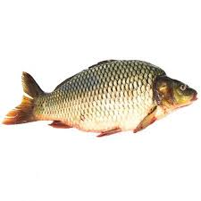  ماهی کپور تازه شکم خالی (1 کیلوگرمی)